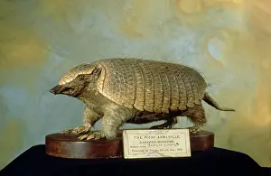 Armadillo: Zaedyus pichiy, pichi armadillo