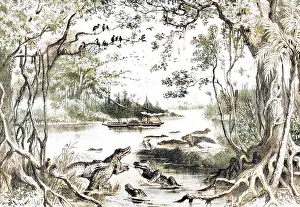 Crocodiles: ZAMBESI RIVER