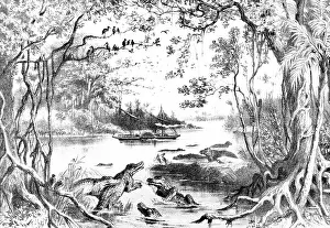 Crocodiles: ZAMBESI RIVER