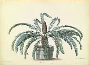 Innes: Zamia pungens
