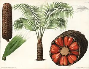 Cycad: Zamia roezlii