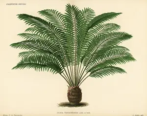 Cycad: Zamia tonkinensis