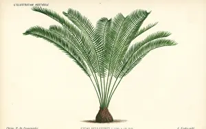 Cycas: Zamia tonkinensis palm tree