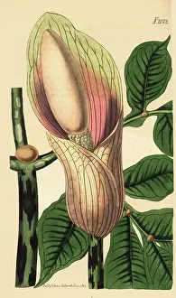 Amorphophallus: Zaminkand, Amorphophallus bulbifer