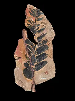 Cycad: Zamites carruthersii