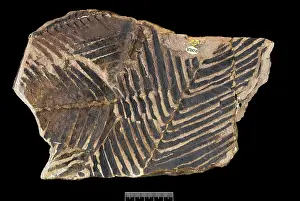 Cycad: Zamites gigas