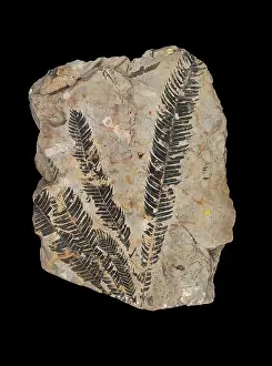 Cycad: Zamites gigas