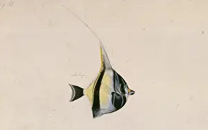 Cornutus: Zanclus cornutus, moorish idol