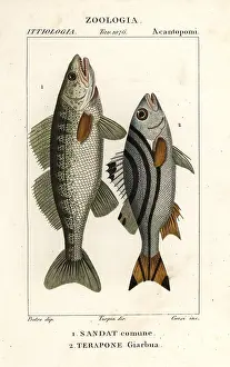 Sago: Zander and jarbua terapon