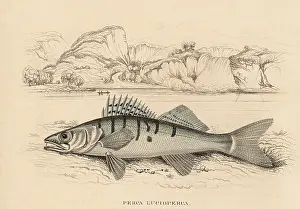 Perca: Zander or pike-perch, Sander lucioperca