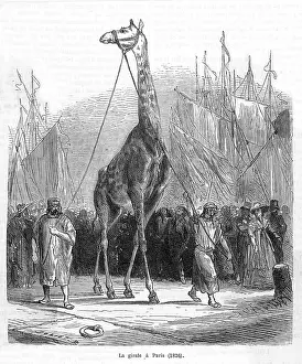 Giraffes: Zarafa the Giraffe - 1826
