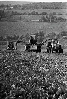 Beets: Zarya Collective Farm