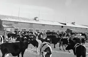 Sections: Zarya stud-collective farm of the Zhukovsky District