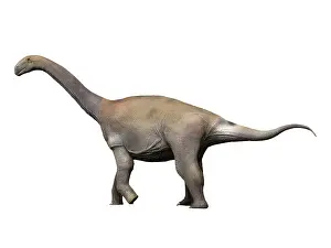 Kimmeridgian: Zby atlanticus is a sauropod dinosaur from the Late ?