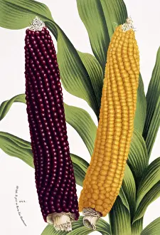Mays: Zea mais, maize