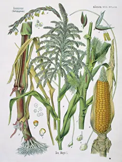 Mays: Zea mays, corn