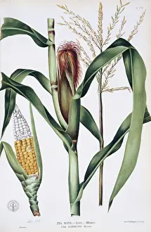 Mays: Zea mays L. corn