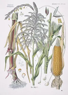 Mays: Zea mays, maize