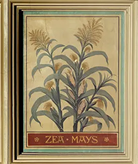 Mays: Zea mays, maize