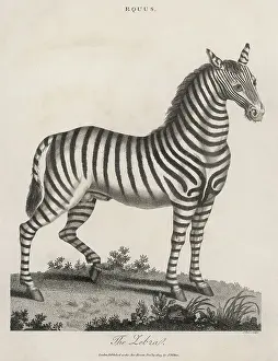 Zebras: Zebra 1803