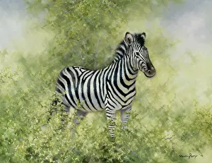 Zebras: Zebra