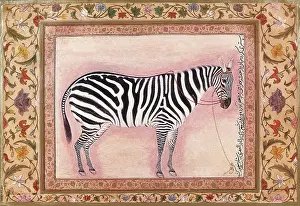 Mansur: Zebra