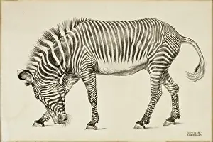 Stripey: A Zebra