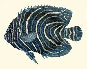 Angelfish: Zebra Angelfish, Pomacanthus semicirculatus