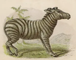 Zebras: Zebra (Brittan)