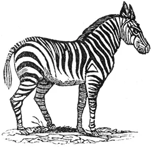Zebras: Zebra, c. 1800