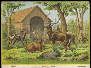 Zoos: ZEBRA DEER AND STAG