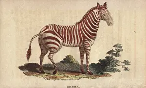 Quagga: Zebra, Equus quagga