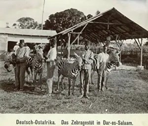 Stable: Zebra farm in Dar es Salaam, 1904
