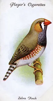 Finches: Zebra Finch