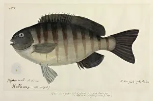 Aborigine: Zebra fish illustration