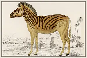 Zebras: ZEBRA ILLUSTRATION