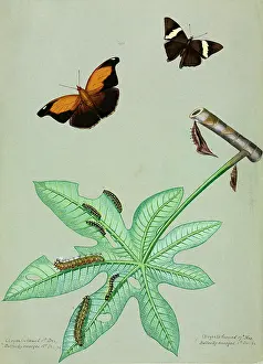 Footed: Zebra Mosaic and Stinky Leafwing, caterpillars