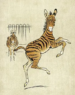 Energetic: ZEBRA MOTHER AND YOUNG