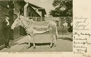 Menelik: A Zebra - presented to Queen Victoria