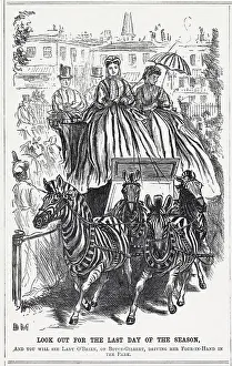 Zebras: ZEBRA PULL FOUR-IN-HAND
