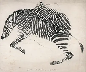 Pelt: Zebra skin