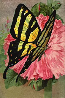 Anthropods: Zebra Swallowtail