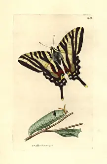 Marcellus: Zebra swallowtail, Eurytides marcellus