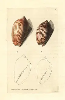 Volute: Zebra volute, Amoria zebra