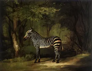 1763: Zebra in Woods, by Stubbs