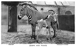 A zebra and its young at London Zoo