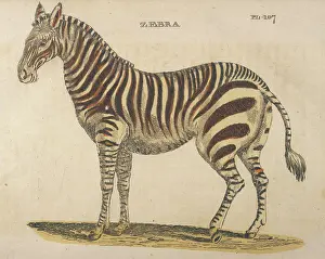 Zebras: ZEBRAS 1814