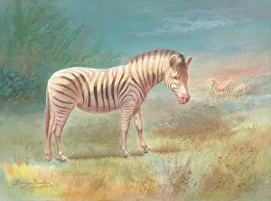 Rankin: Zebras