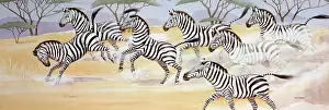 Cusa: Zebras