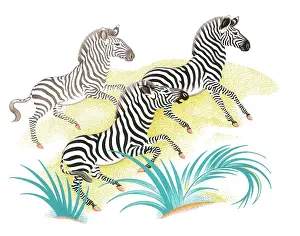 Zebras: Three Zebras